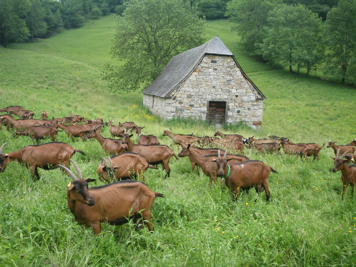 Ferme Bayardous, les fromages de chèvre du Val d’Azun